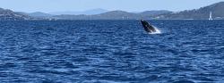 Baby whale jumping at Airlie Beech